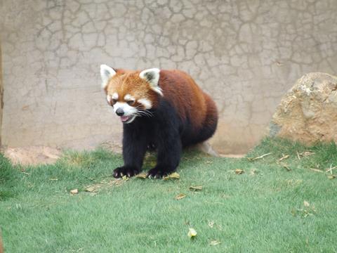 云南祥云縣保護生物多樣性 推動可持續(xù)發(fā)展